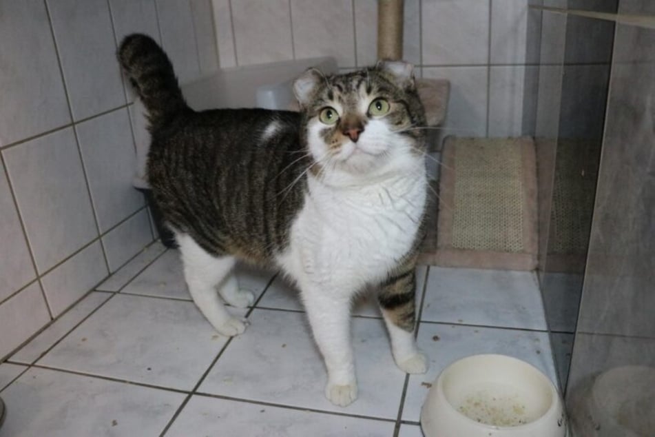 Fränkys Ohren sind nicht mehr spitz – doch das stört ihn nicht