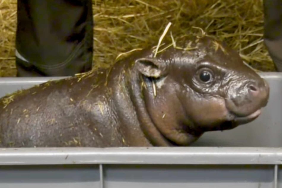 Dem Flusspferd-Jungtier aus dem Berliner Zoo geht es nach einer Verletzung schon wieder besser.