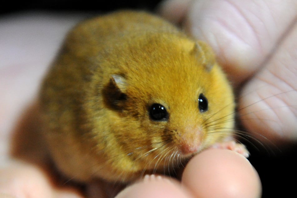 Die Haselmaus zählt in Deutschland zu den bedrohten Tierarten. (Symbolbild)