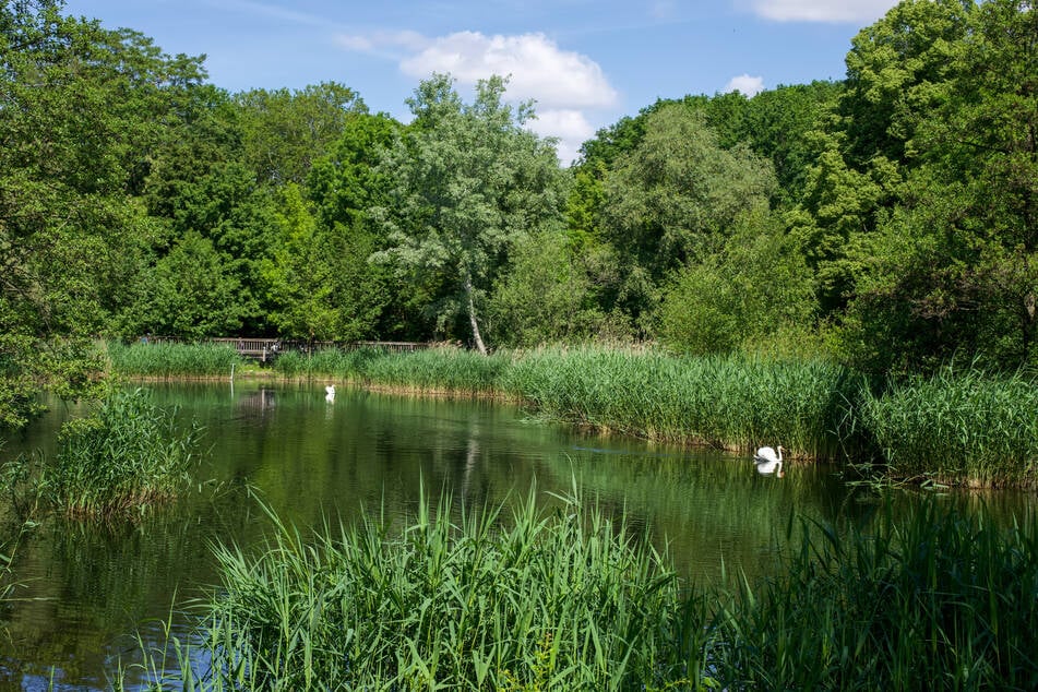 Am Freitag herrschen für einen Spaziergang in der Hasenheide perfekte Bedingungen.
