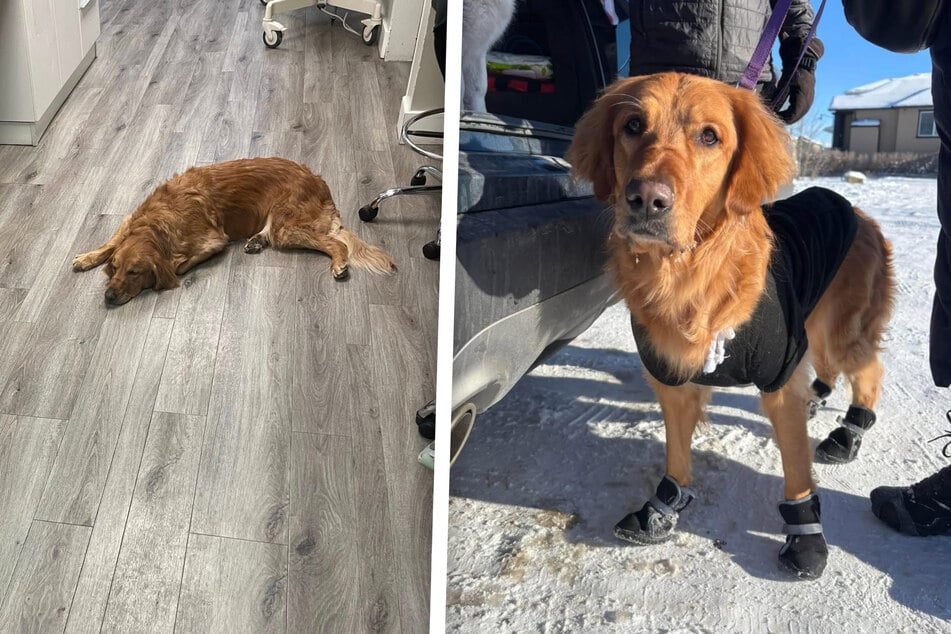 Golden Retriever abandonado con una nota triste en un parque helado: la respuesta de los rescatistas sorprende.