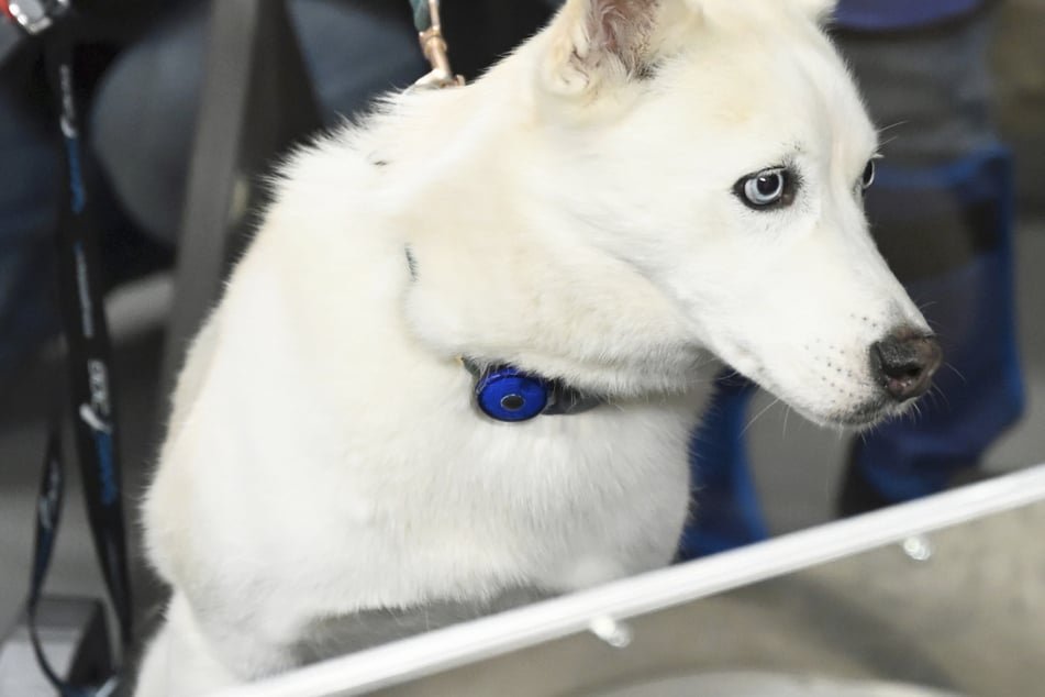 Mann leint Husky vor Supermarkt an: Als er zurückkommt, trifft ihn der Schlag