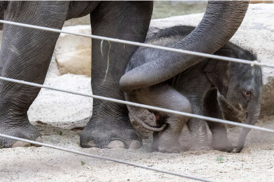 Der kleine Baby-Elefant darf sich bald noch über weitere Geschwister freuen.
