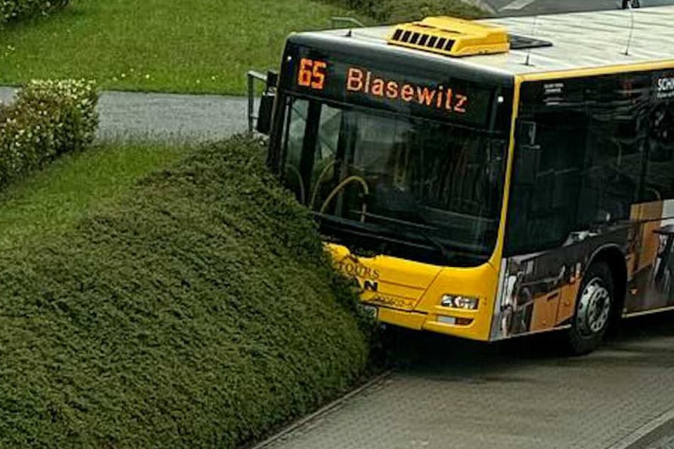 Ab durch die Hecke: DVB-Bus kommt von Straße ab