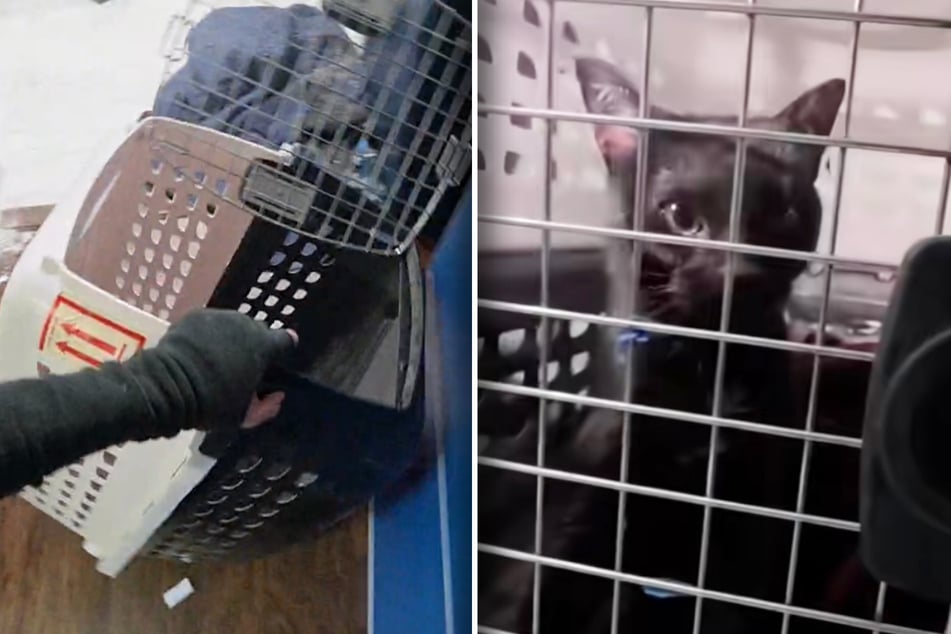 Katze Lola kam nach ihrer Rettung erst einmal in eine Transportbox.
