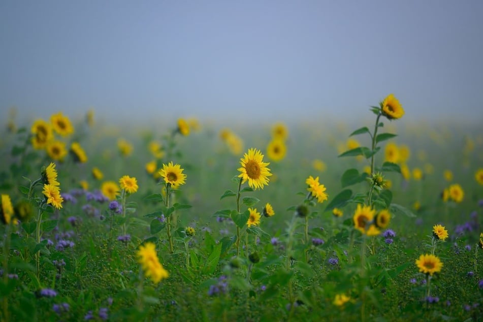 Von Sonne bis Bodenfrost: Beim Wetter in NRW ist in den nächsten Tagen alles möglich. (Symbolfoto)