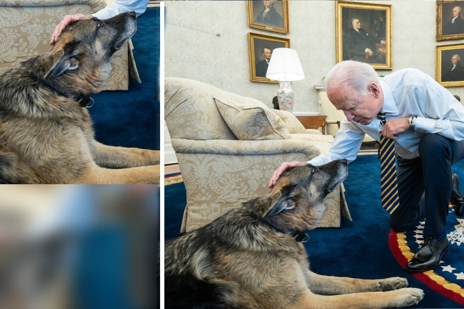 Joe Biden claims that dogs can help cure cancer as doubters sniff out the truth