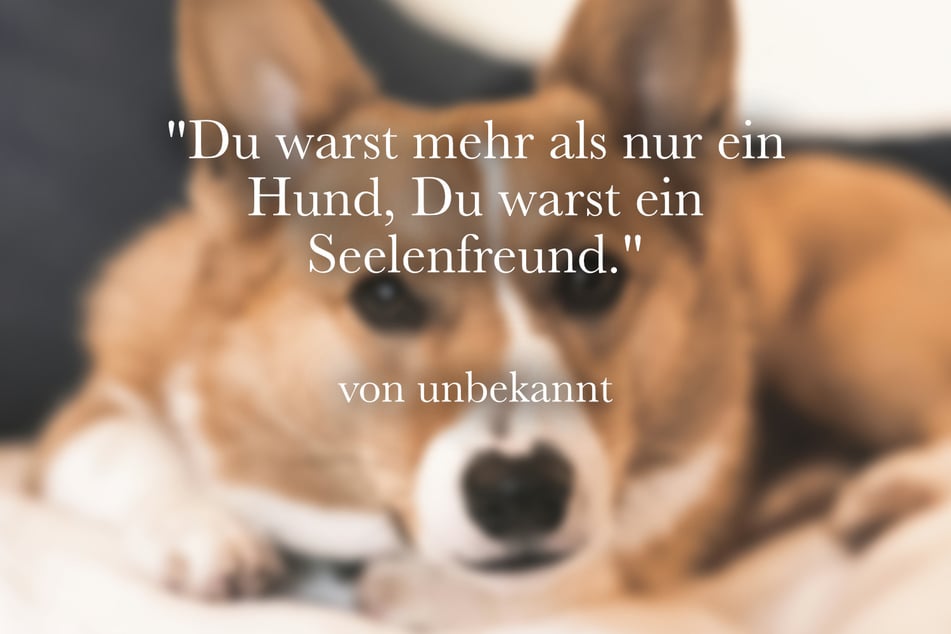 Ein kurzer Spruch für den Abschied vom Hund lautet: "Du warst mehr als nur ein Hund, Du warst ein Seelenfreund."