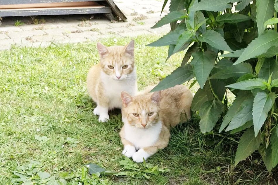 Die Katzen Chantalle (2) und Edgar (1) lebten zuvor auf der Straße.