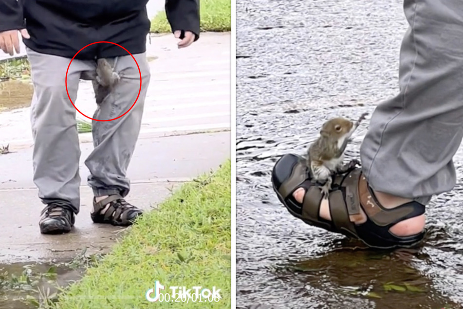 Mann rettet Eichhörnchen nach Sturm, was dann passiert, belustigt TikTok