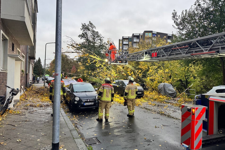 In Düsseldorf krachte ein großer Baum auf mehrere geparkte Autos.