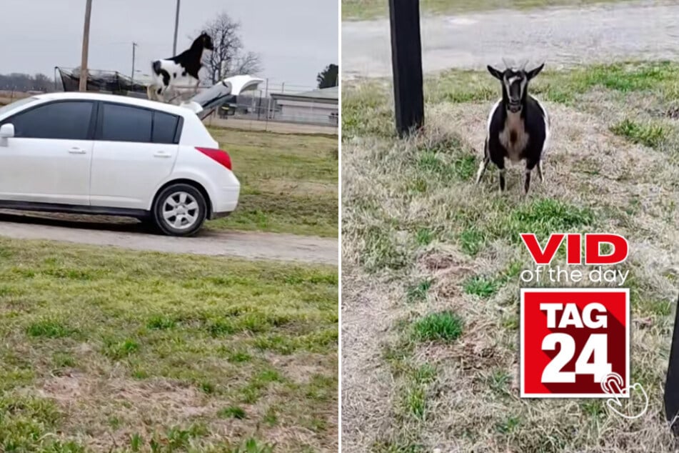 viral videos: Viral Video of the Day for March 8, 2025: Goat stuns DoorDasher with mid-delivery car parkour!