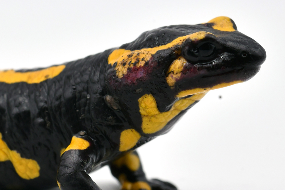 Ein mit dem gefährlichen Hautpilz Bsal (Batrachochytrium salamandrivorans, kurz: Bsal) infizierter Feuersalamander.