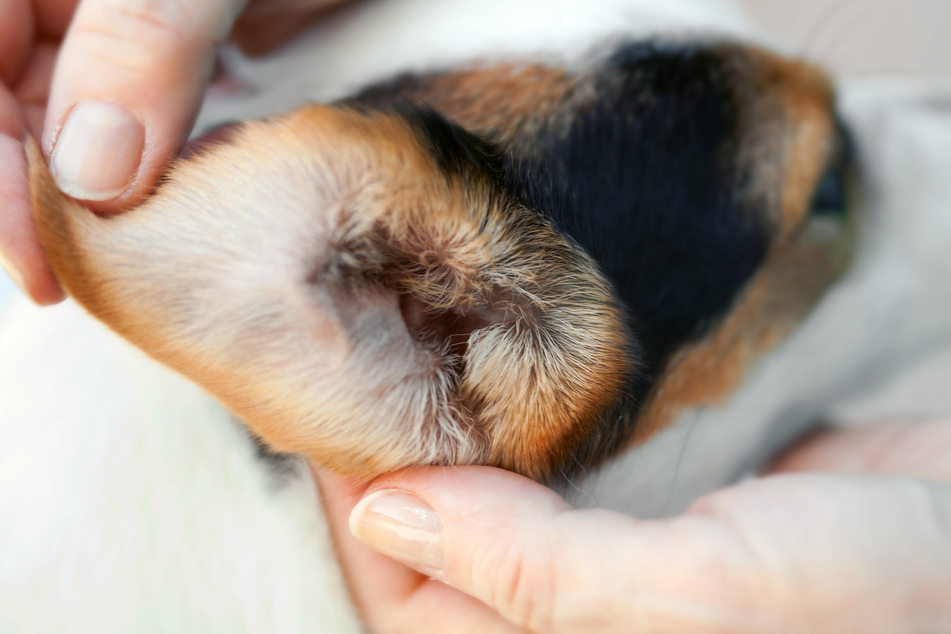 Auch aus dem Ohr können Hunde stinken – beispielsweise wegen eines Ohrmilbenbefalls.