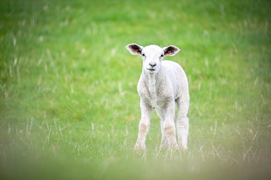 Ein zweites, noch lebendes Lamm wurde sichergestellt und auf einem geeigneten Hof untergebracht. (Symbolfoto)