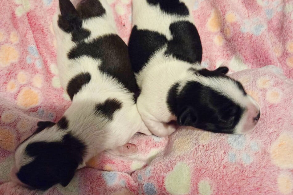 Die kleinen Fellnasen haben optisch nicht viel mit ihrer Mama gemein.