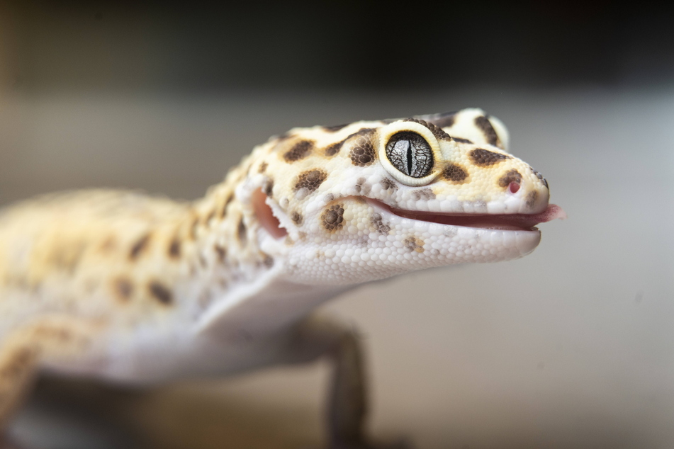 Einen solchen Gecko stahlen die Einbrecher.