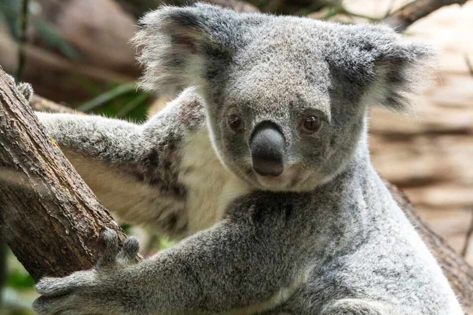 Koala-Weibchen Scarborough lebte seit 2023 in der Wilhelma.