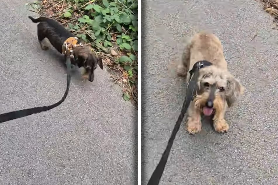 Hunde wirken erschöpft, Frau bricht Spaziergang ab: Was dann passiert, bringt so viele zum Lachen