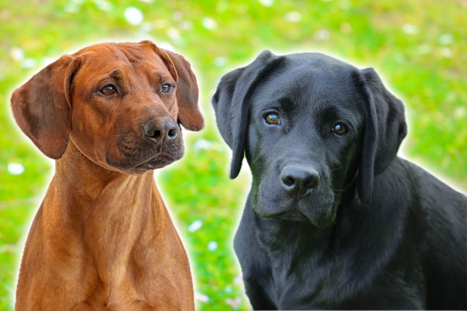 Aus zwei so schönen Rassen entsteht ein niedlicher Labrador-Ridgeback-Mix.