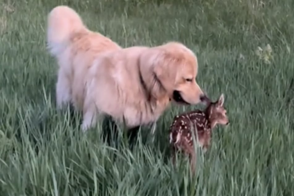 Derartige Begegnungen zwischen Kitzen und Hunden sind nicht ungefährlich.