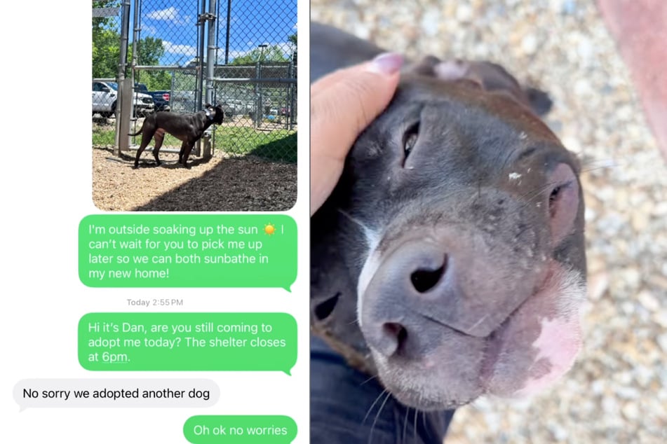 Für Tierheim-Hund "Dan" war eigentlich eine passende Familie gefunden worden - die aber im letzten Moment absagte.