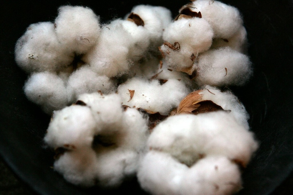 Growing organic cotton saves water because the soil stores it more efficiently than with regular cotton.