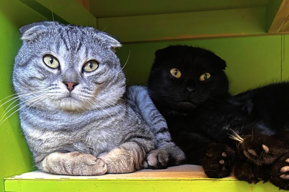 Da die Brüder immer ein gemeinsames Plätzchen suchen, sollen die auch zusammen vermittelt werden.