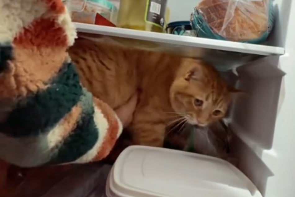 Katze Penny versteckte sich im Kühlschrank.