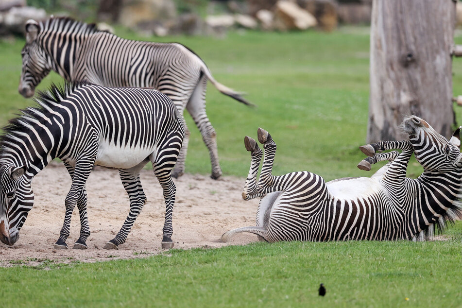 Sofern die Inzidenz-Zahlen niedrig genug blieben, kann man bald auch wieder den Zoo besuchen.