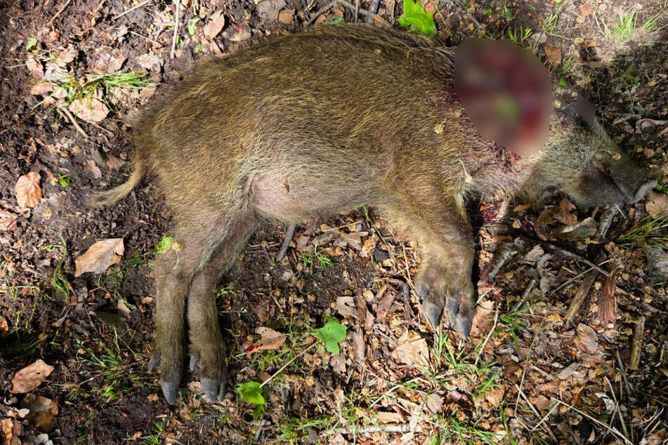 Frischling "Hinrich" kämpfte sich monatelang alleine durch und vertraute Menschen: Das kostete ihn das Leben