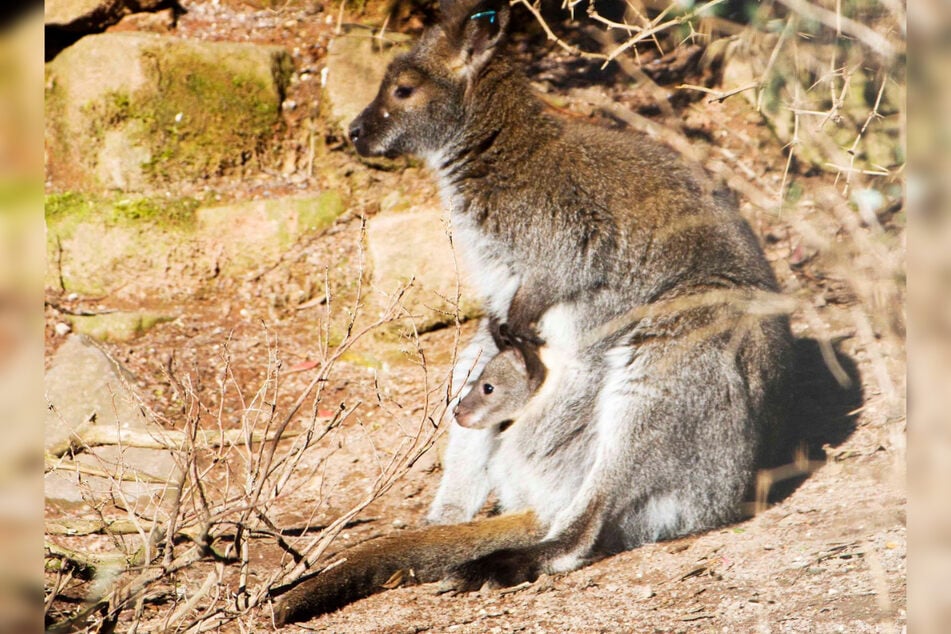 Mama Känguru und ihr Nachwuchs beobachten ihre Umgebung. Das Kleine ist eins von fünf Känguru-Jungen im Leipziger Zoo.