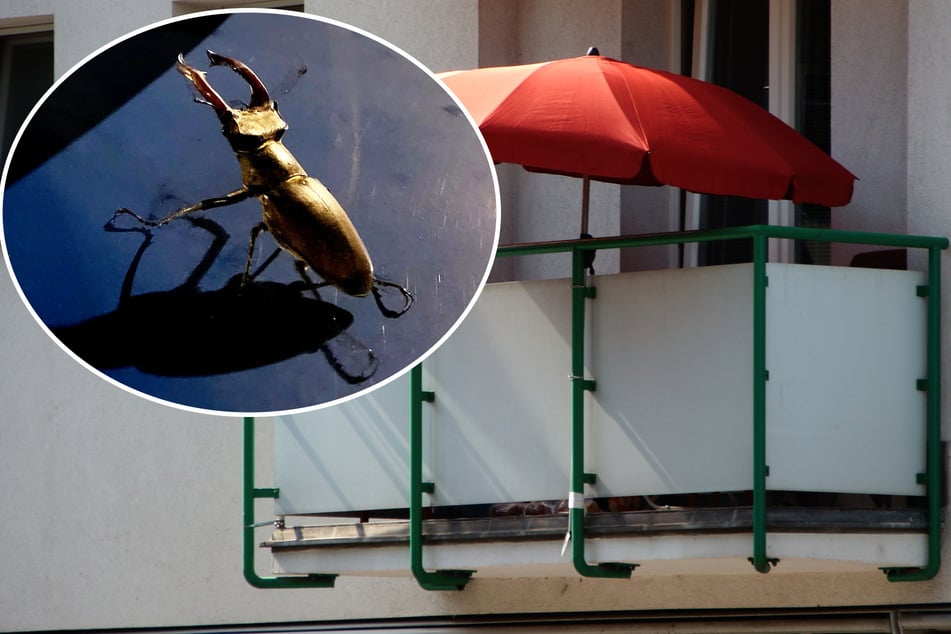 Bei dem "Skorpion" handelte es sich letztlich um diesen harmlosen Hirschkäfer.