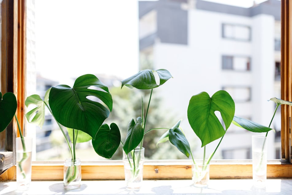 Man muss nicht viel Können beweisen, um eine Monstera zu vermehren.