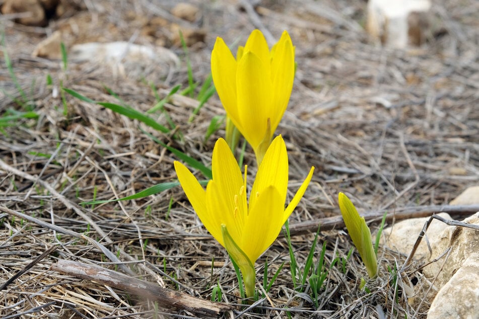 Trotz Ähnlichkeit: Beim Herbst-Goldbecher handelt es sich nicht um Krokusse im September.