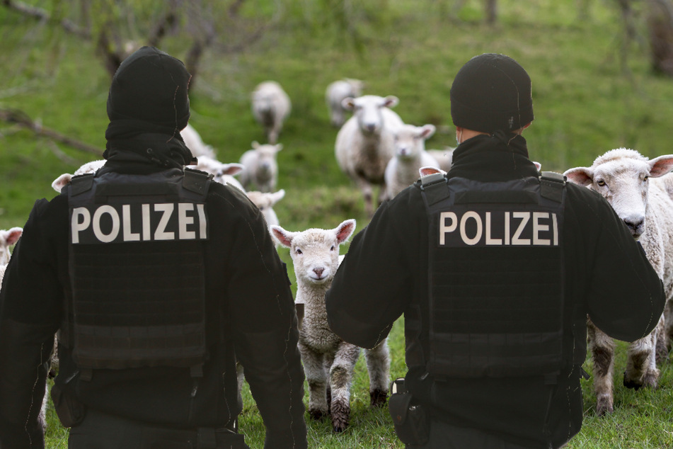 Auf einem nicht umzäunten Feld wurden die Schafe von Polizisten gehütet. (Symbolbild)