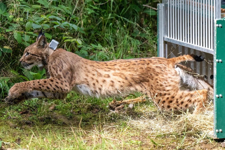 Die Raubkatze sprintete anschließend aus der Box in den Wald.