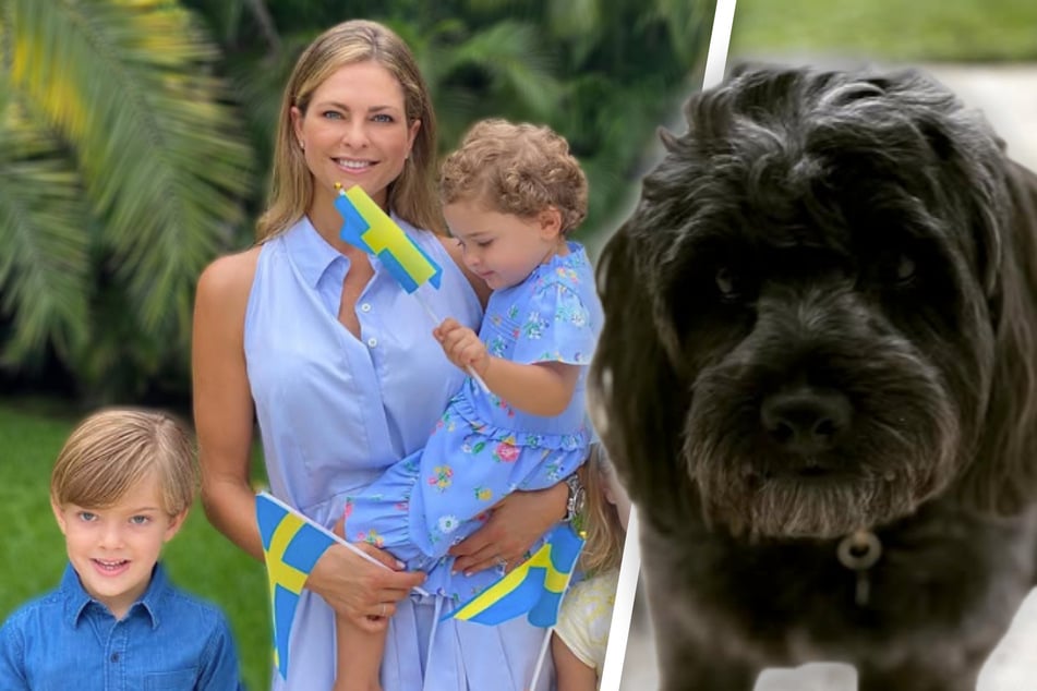 Dierlijke scheiding: koninklijk huis geeft geadopteerde hond terug.