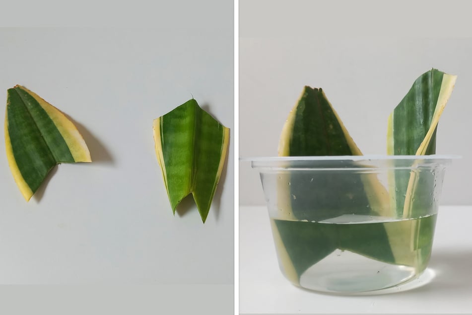 Sansevieria vermehren: Im Wasser kann man Stecklinge wurzeln lassen.