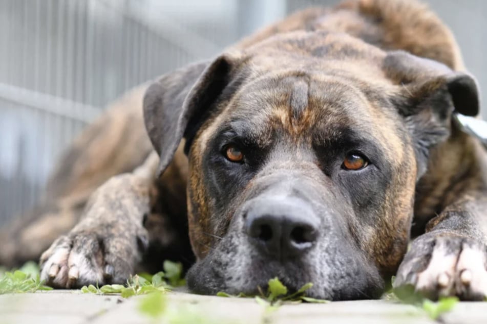 El querido Syliess desea volver a tener una cercanía permanente.