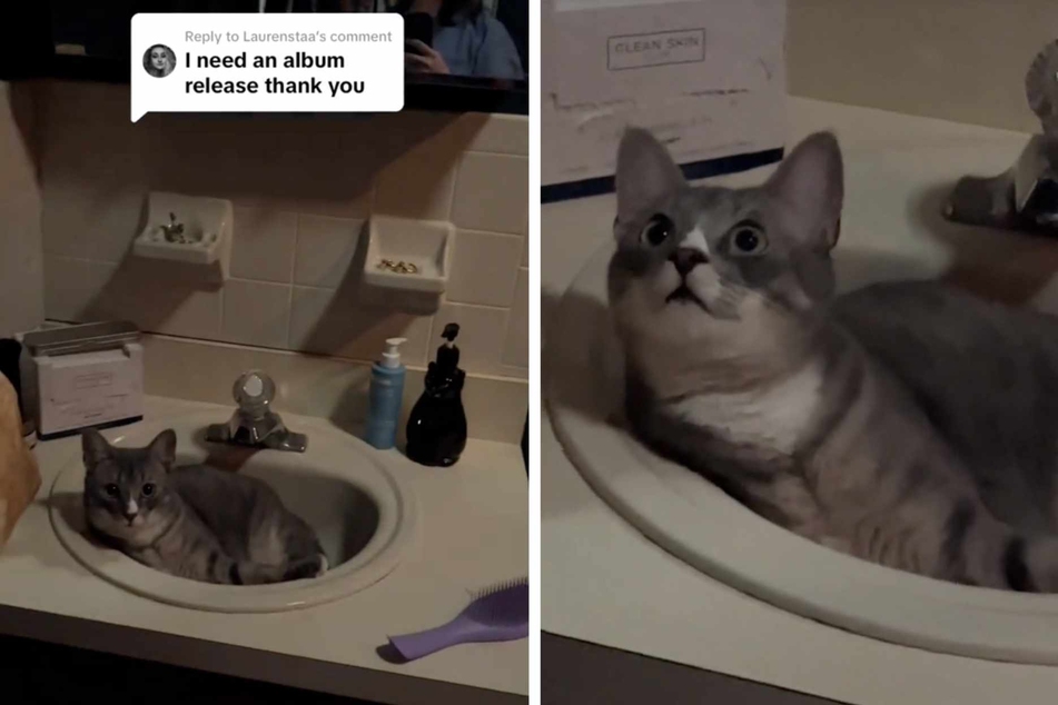 According to a follow-up video, a debut album may take a while seeing as Goose is extremely busy sitting in sinks.