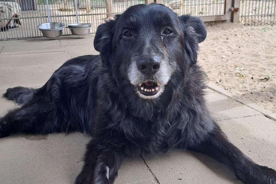 Border-Collie-Mischling Lucky aus dem Hamburger Tierheim ist auf der Suche nach einem liebevollen Zuhause.