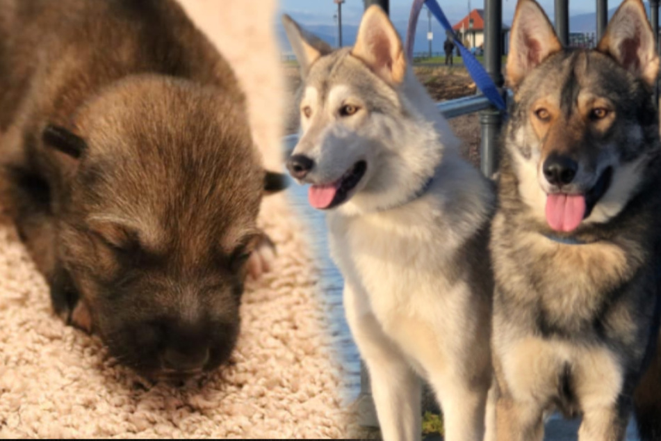Aus so einem süßen Kerlchen (links) soll mal ein so stolzes Tier werden (rechts). Die Tamaskan-Hunde sehen Wölfen zum Teil zum Verwechseln ähnlich.