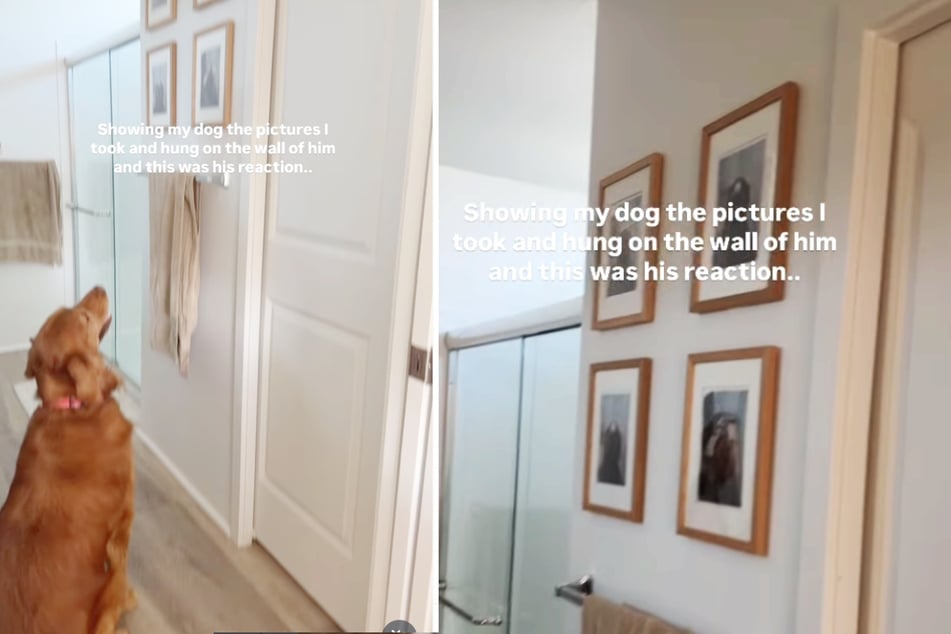 Vierbeiner "Dexter" staunte nicht schlecht, als er Bilder von sich an der Badezimmer-Wand entdeckte.