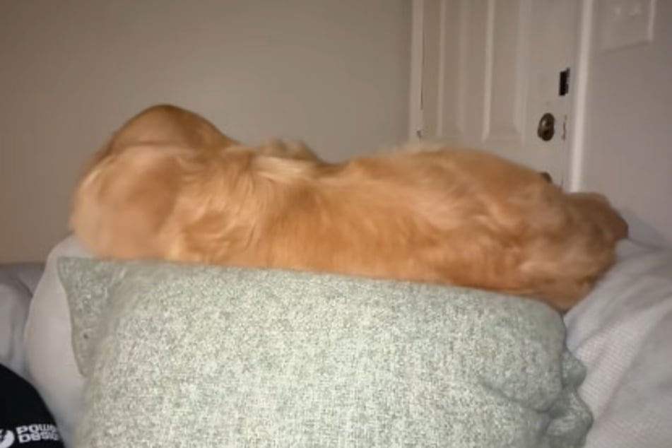 Golden Retriever Reef schlief einfach auf der Sofalehne ein.