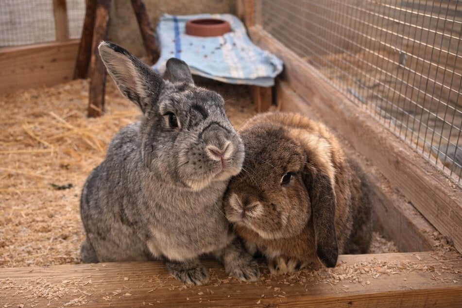 Sissy (l.) a Happy hledají společný domov.