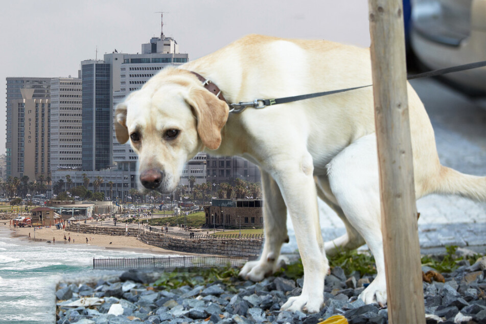Zu viele Hundehaufen! Stadt sammelt DNA-Proben