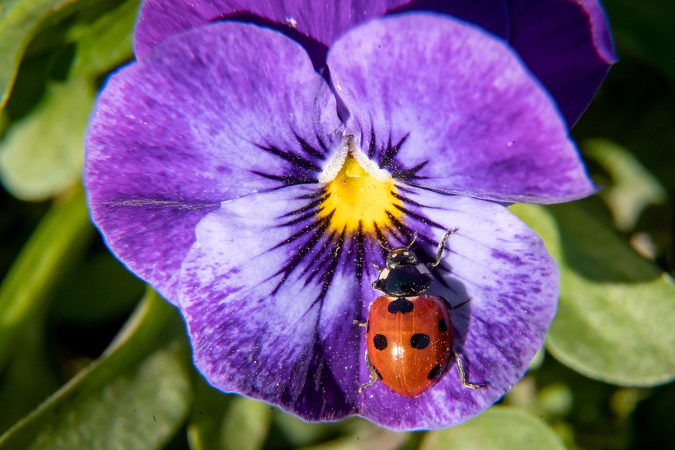 In Deutschland gibt es rund 70 verschiedene Marienkäferarten.