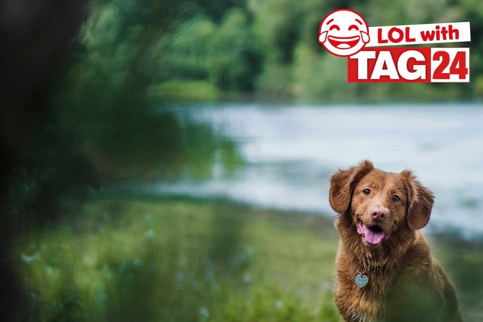 Joke of the Night for February 23, 2026: A dog funny.