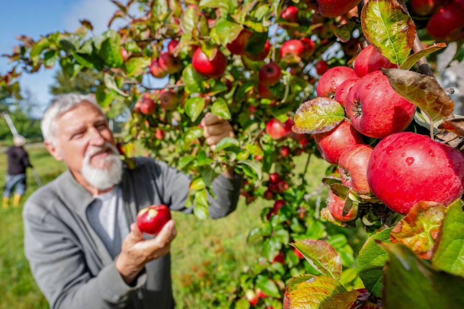 Fachmann für Streuobstwiesen: Christoph Mann vom Landschaftspflegeverband "Oberes Vogtland" begutachtet Äpfel auf der Versuchsstreuobstwiese in Gopplasgrün.